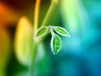 Related Pictures Trippy Weed Leaf Wallpaper