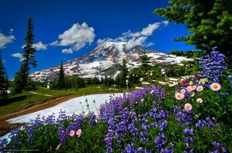 Mount Rainier Mountains And