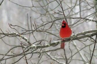 Winter Cardinal The Birds And Stitch
