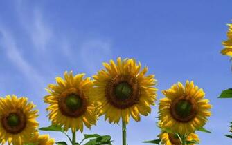 Sunflowers Wallpaper