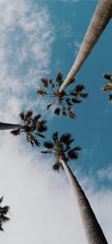 Worms Eye Photography Of Coconut Trees iPhone X Wallpaper