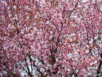 Cherry Blossom Flower