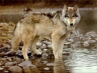 Lonely Wolf Screensaver Screensavers