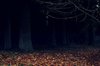 Dark Woods Wallpaper By Designerfied