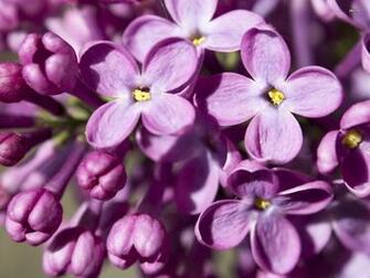 Lilac Wallpaper Flower