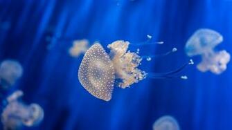 Water Genoa Aquarium Sea Nettle 4k 8k Jellyfish