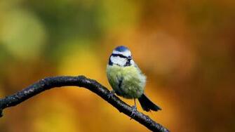 Beautiful HD Wallpaper Of Exotic Birds BigHDwalls