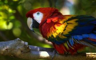 Scarlet Macaw Wallpaper And Background Image Net