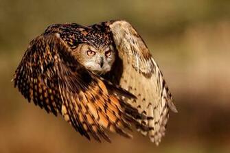 I Segreti Del Volo Silenzioso Dei Gufi National Geographic