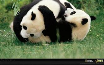 Wild Animal Reptile Bear Panda Tree Desktop Wallpaper Html