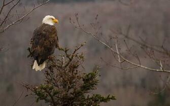 Bird Of Prey Bald Eagle HD Wallpaper 4k