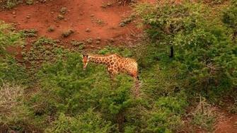 Giraffe Achtergronden Dieren HD Wallpaper Foto Jpg