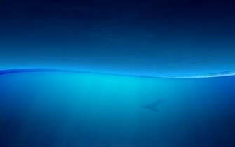 Blue Whale Wallpaper