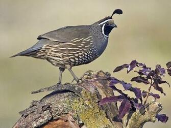 Quail Wallpaper