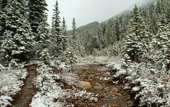 Snow Trees Path Forest Late Autumn Winter Wallpaper Background