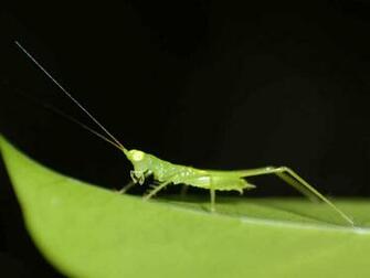 HD Wallpaper Grasshopper