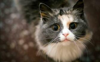 Just A Lovely Cat HD 1080p Wallpaper The Database