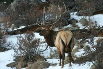 Elk Wallpaper You Are Ing The Wildlife Named Bull