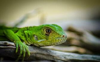Green Iguana Lizard Wide Wallpaper New HD
