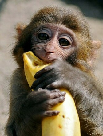 Pictures Of Cute Baby Monkeys Monkey Drawings