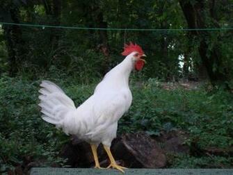 Chicken Wallpaper Picture Photo Animal