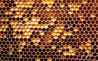 Honey Jpeg Honeycomb Wallpaper