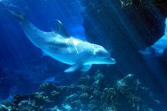 Related Pictures 3d Dolphins The Sunlight Shimmers Through Water