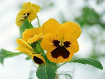 Beautiful HD Pansy Flower Wallpaper HDwallsource