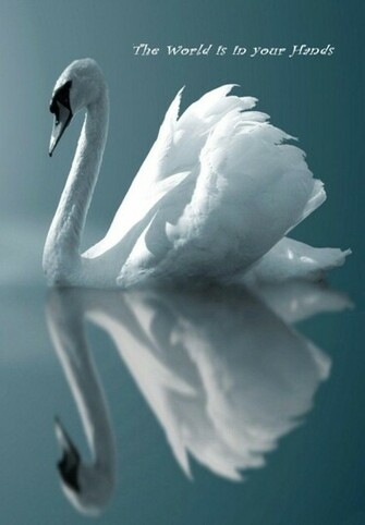 Beautiful Swan Wallpaper