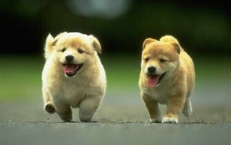 Puppies Desktop Wallpaper Background