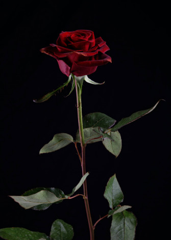Flower Android Wallpaper