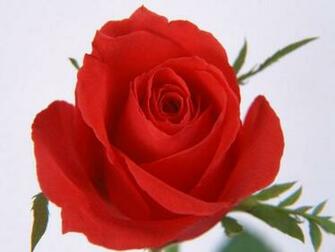Nature Flowers Rose Red