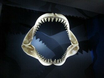 Carcharodon Megalodon Sightings