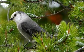 Youwall Small Bird Wallpaper
