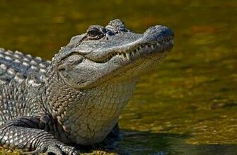 Wallpaper Alligator HD