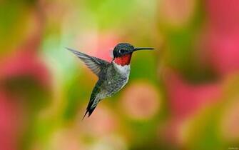 Hummingbird Wallpaper