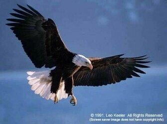 American Bald Eagles From Files32 Desktop Themes Wallpaper