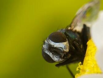Bees Wallpaper Animal Desktop Background High