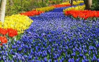 Keukenhof Garden Full HD Wallpaper Travel
