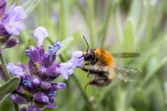 Black And Orange Bee Lavender HD Wallpaper