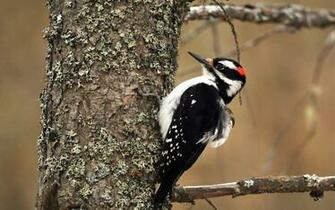 HD Woodpecker Bird Wallpaper HDwallsource
