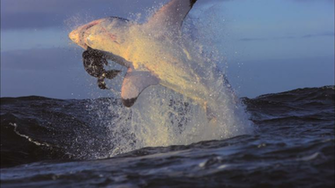 High Definition Wallpaper Photo Shark Html