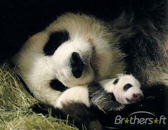 Panda Bear Screensaver