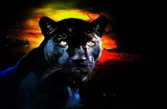 Panther Cat Wallpaper Black Animal Jpg
