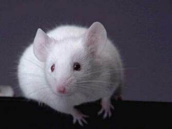Wallpaper Mice Desktop