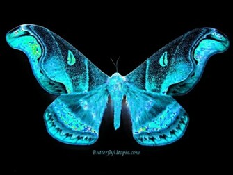 Butterfly Wallpaper Background Desktop
