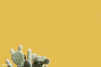 Cactus On A Yellow Background Image By Rawpixel Scott
