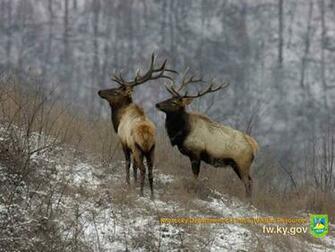 HD Wallpaper Elk