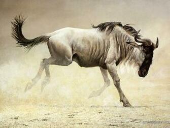 Animal Art Wallpaper Paintings