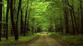 Wallse Sylvan Wallpaper